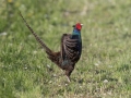 Fazan_Pheasant_Phasianus_colchicus_Poljske_kure_Phasianidae_58.jpg