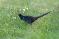 Fazan_Pheasant_Phasianus_colchicus_Poljske_kure_Phasianidae_59.jpg