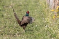Ime datoteke=Fazan_Pheasant_Phasianus_colchicus_Poljske_kure_Phasianidae_63.jpg
Velikost datoteke=307KB
Dimenzija=900x600
Datum objave=12.06.2024 Fazan_Pheasant_Phasianus_colchicus_Poljske_kure_Phasianidae_63.jpg