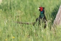 Ime datoteke=Fazan_Pheasant_Phasianus_colchicus_Poljske_kure_Phasianidae_67.jpg
Velikost datoteke=368KB
Dimenzija=900x600
Datum objave=12.06.2024 Fazan_Pheasant_Phasianus_colchicus_Poljske_kure_Phasianidae_67.jpg