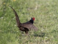 Fazan_Pheasant_Phasianus_colchicus_Poljske_kure_Phasianidae_75.jpg