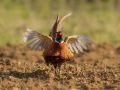 Fazan_Pheasant_Phasianus_colchicus_Poljske_kure_Phasianidae_84.jpg