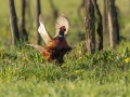 Fazan_Pheasant_Phasianus_colchicus_Poljske_kure_Phasianidae_86.jpg