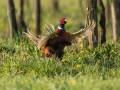 Ime datoteke=Fazan_Pheasant_Phasianus_colchicus_Poljske_kure_Phasianidae_91.jpg
Velikost datoteke=382KB
Dimenzija=900x675
Datum objave=30.05.2024 Fazan_Pheasant_Phasianus_colchicus_Poljske_kure_Phasianidae_91.jpg