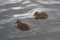 Gaga_Eider_Somateria_mollissima_Plovci_Anatidae_03.jpg