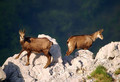 Gams_chamois_20.jpg