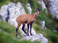 Gams_chamois_24.jpg
