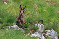 Gams_chamois_25.jpg