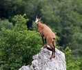 Gams_chamois_28.jpg