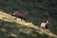Gams_chamois_38.jpg