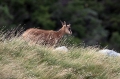 Gams_chamois_52.jpg