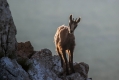 Gams_chamois_57.jpg