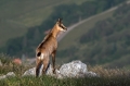 Gams_chamois_59.jpg