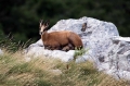 Gams_chamois_61.jpg