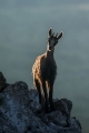 Gams_chamois_62.jpg
