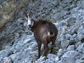 Gams_chamois_64.jpg