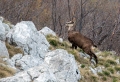 Gams_chamois_65.jpg