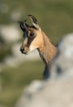 Gams_chamois_66.jpg