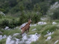 Gams_chamois_67.jpg