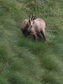 Gams_chamois_69.jpg