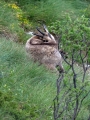 Gams_chamois_71.jpg