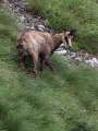 Gams_chamois_72.jpg