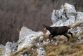 Gams_chamois_74.jpg