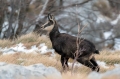 Gams_chamois_76.jpg