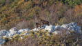 Gams_chamois_78.jpg