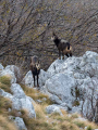 Gams_chamois_79.jpg