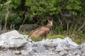 Gams_chamois_87.jpg