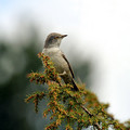 Grahasta_penica_Barred_warbler_Sylvia_nisoria_Penice_Sylviidae_07.jpg