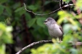 Grahasta_penica_Barred_warbler_Sylvia_nisoria_Penice_Sylviidae_12~0.jpg