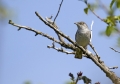 Grahasta_penica_Barred_warbler_Sylvia_nisoria_Penice_Sylviidae_17.jpg