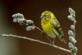 Grilcek_Serin_15.jpg