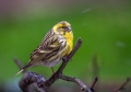 Grilcek_Serin_16.jpg