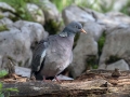 Grivar_Woodpigeon_Columba_palumbus_Golobi_Columbidae_07.jpg