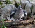 Grivar_Woodpigeon_Columba_palumbus_Golobi_Columbidae_09.jpg