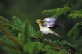 Grmovscica_Wood_warbler_10.jpg