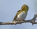 Grmovscica_Wood_warbler_13.jpg
