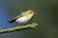 Grmovscica_Wood_warbler_15.jpg