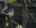Hribska_listnica_Bonellis_warbler_Phylloscopus_bonelli_Penice_Sylviidae_02.jpg