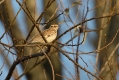 Hribski_skrjanec_Woodlark_06.jpg