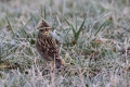 Hribski_skrjanec_Woodlark_08.jpg