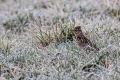 Hribski_skrjanec_Woodlark_10.jpg