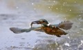 IMG_6196galnapis.jpg