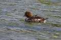 Islandski_zvonec_Bucephala_islandica_Plovci_Anatidae_02.jpg