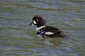 Islandski_zvonec_Bucephala_islandica_Plovci_Anatidae_03.jpg