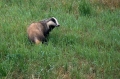 Jazbec_Badger_Meles_meles_02.jpg