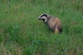 Jazbec_Badger_Meles_meles_03.jpg